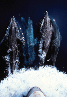 Frogmen book review, Richard E. Hyman